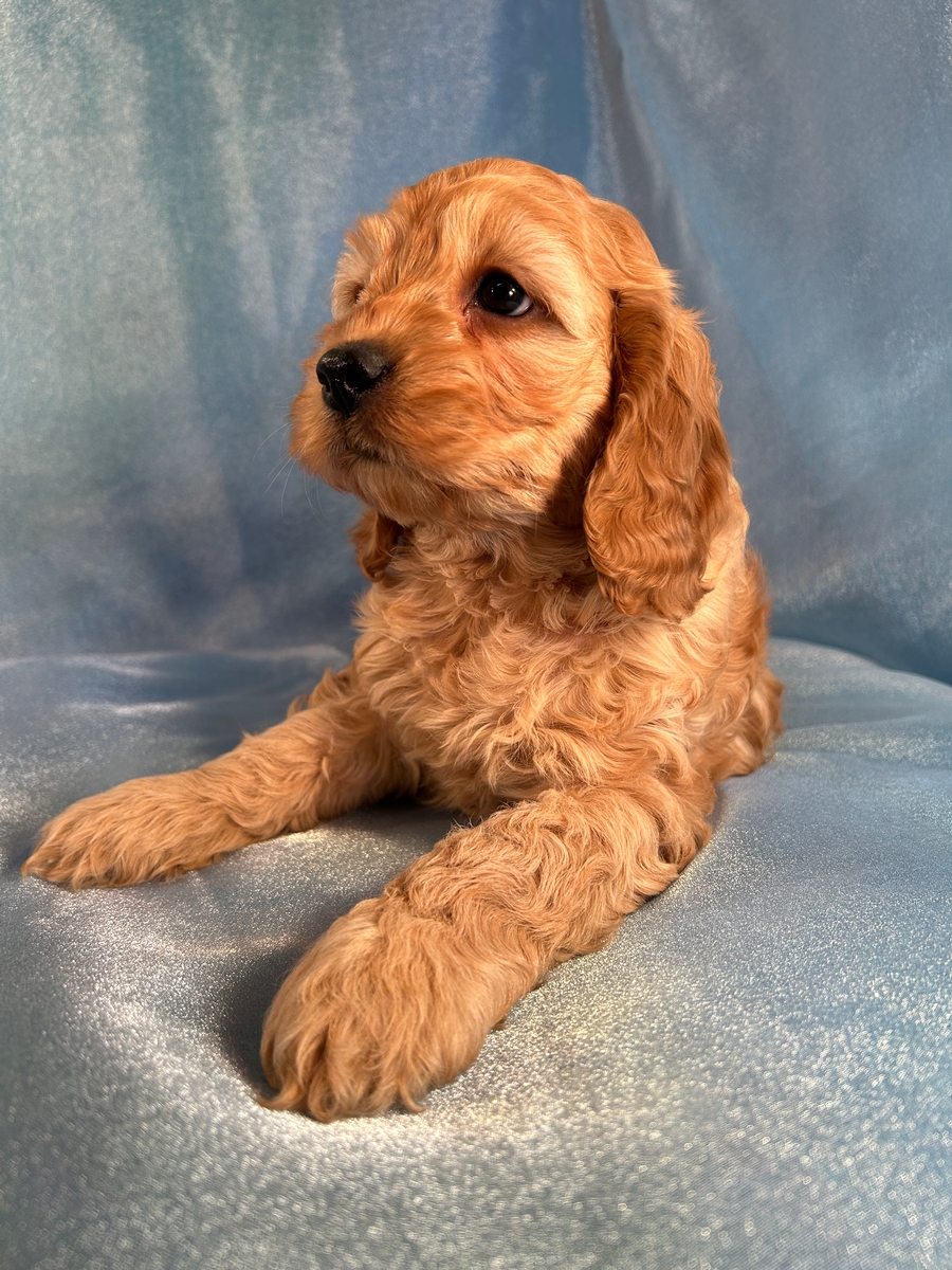 Female Cockapoo Puppy for Sale DOB 12-2-2024 $1200
